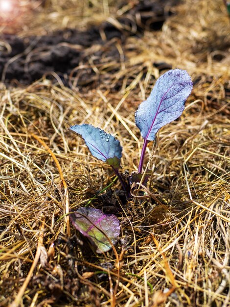 O processo de cultivo de repolho roxo em campo aberto Cultivo orgânico no jardim