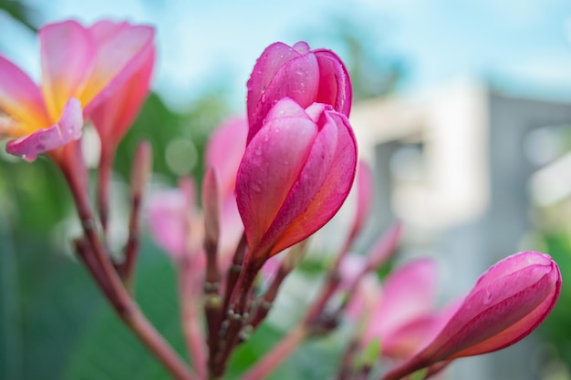 O processo de flores de frangipani crescendo pela manhã