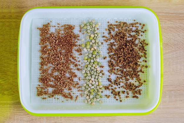 O processo de plantio de sementes em bandejas de microgreening. Germinação de sementes. Microgreens em crescimento.