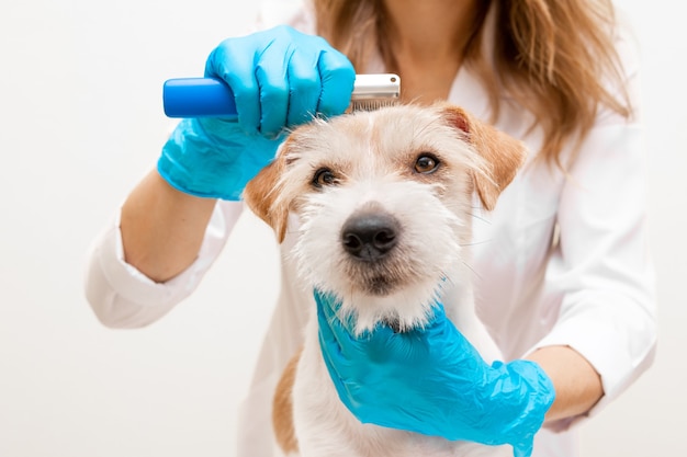 O processo de preparação no salão. Veterinário de menina em luvas azuis e um jaleco branco enfeitando Jack Russell Terrier.