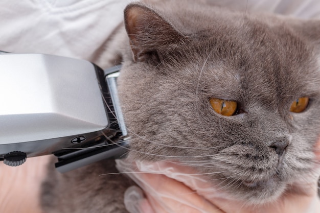 O processo de preparar um animal de estimação com uma máquina de cortar cabelo