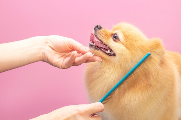 O profissional cuida de um cachorro em um salão especializado.