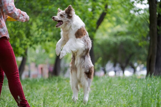 O proprietário brinca com seu cachorro na grama verde do parque. Passeios divertidos com animais de estimação. Felicidade e alegria.