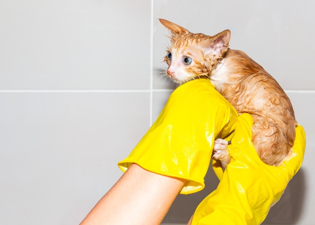 O proprietário em luvas segura um gatinho assustado lavado e molhado Higiene e limpeza de animais de estimação copiam o espaço