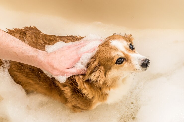O proprietário lava seu cachorro em um banho de espuma