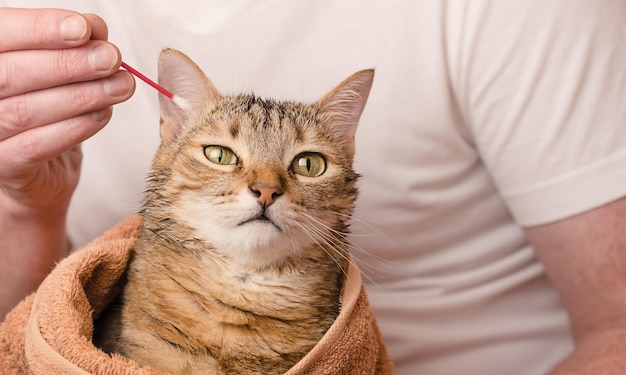 O proprietário limpa as orelhas do gato após a lavagem