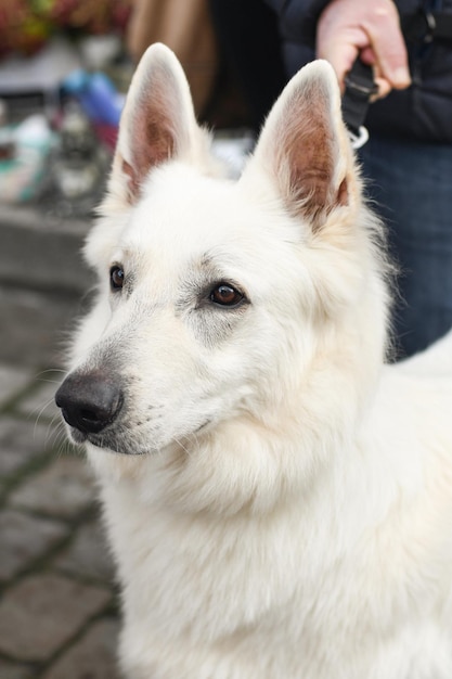 O proprietário segura na coleira um cão pastor suíço branco