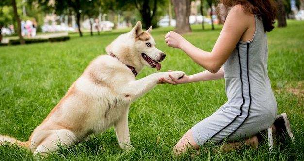 O proprietário treina o cão husky no parque.