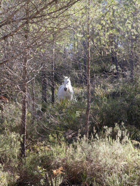 O próprio cavalo branco caminha na floresta entre as árvores