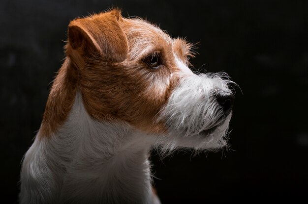 O puro-sangue Jack Russell está deitado em um pedestal no estúdio e olhando para a câmera