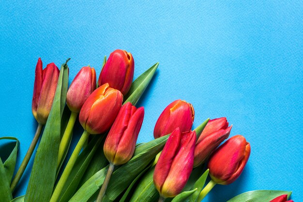 O ramalhete grande da tulipa da mola floresce sobre o fundo azul.