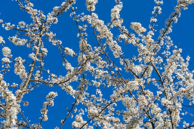 O raminho das flores brancas floresce no fundo do céu azul