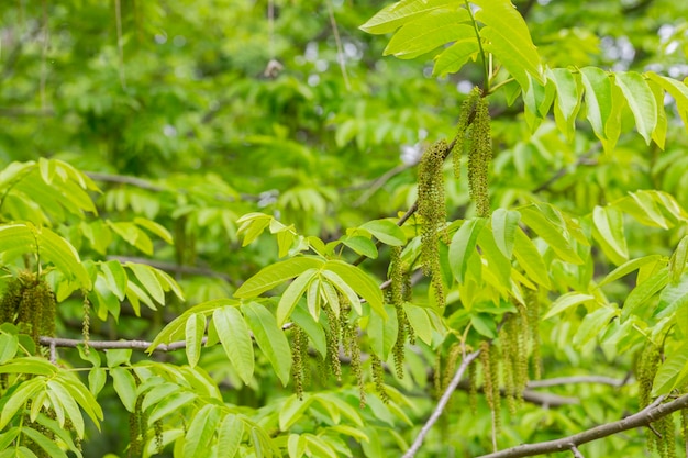 O ramo da manchurian nuttree Juglans mandshurica com fundo de primavera natural de amentilhos