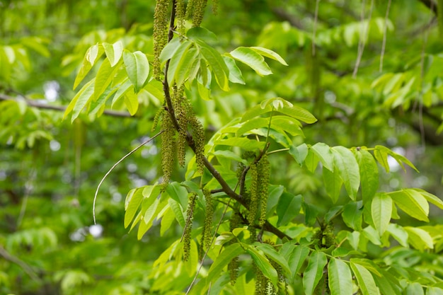 O ramo da manchurian nuttree Juglans mandshurica com fundo de primavera natural de amentilhos