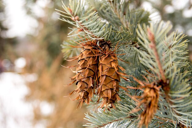 O ramo de árvore Spruce com um cone. Agulhas verdes verdes. Ramo de abeto da árvore conífera com cone para o ano novo.