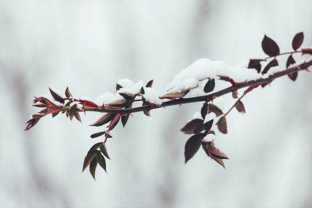 O ramo de rosa selvagem com espinhos e folhas vermelhas na neve no inverno. close-up, foco seletivo. foto matizada