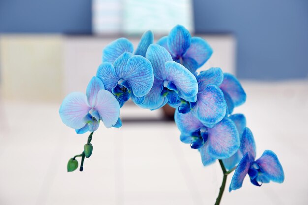 Foto o ramo florescente de uma orquídea azul de perto