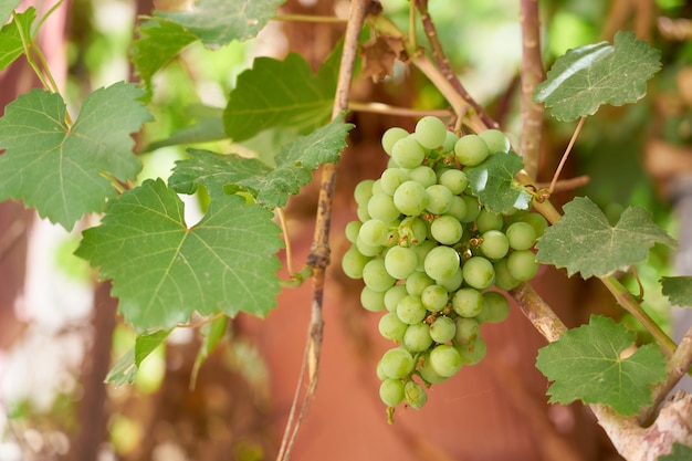 O rasgo de uvas verdes maduras crescendo na vinha.