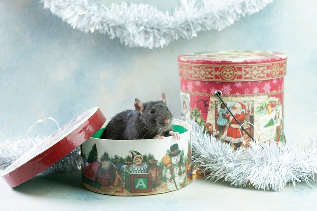 O rato cinzento pequeno bonito, rato senta-se na caixa de presente festiva.