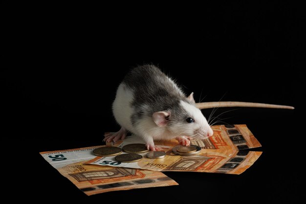 O rato colorido está na carteira Rato e euro isolados em fundo preto Rato ganancioso rouba papel-moeda