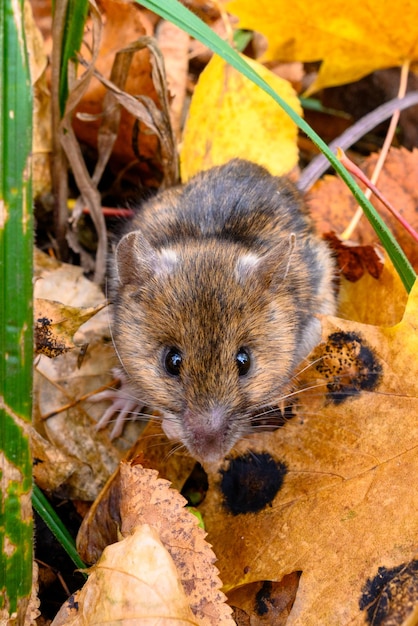 O rato da floresta de outono