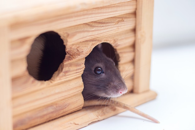 O rato decorativo doméstico olha para fora do alojamento de madeira