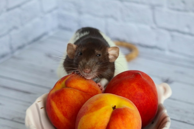 O rato preto e branco come pêssego suculento, doce e saboroso.