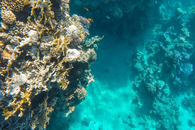 O recife de coral é brilhante no mar azul perto da superfície da água