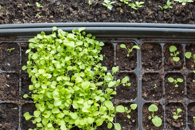 O recipiente com as mudas de flores. Plantas verdes em um recipiente