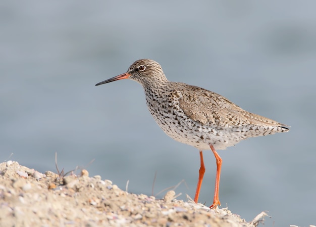 O redshank comum