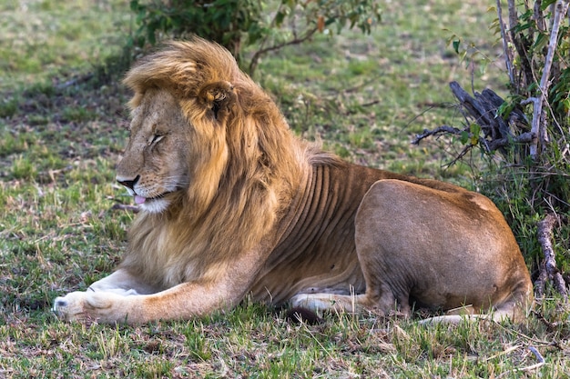 O rei adormecido ainda é o rei Relaxamento na grama Quênia África