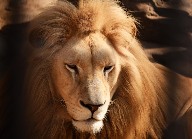 O rei leão dos animais é bonito e forte