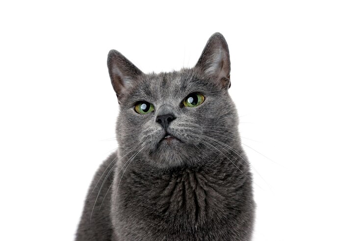 O retrato de estúdio de um lindo gato cinza em fundo branco