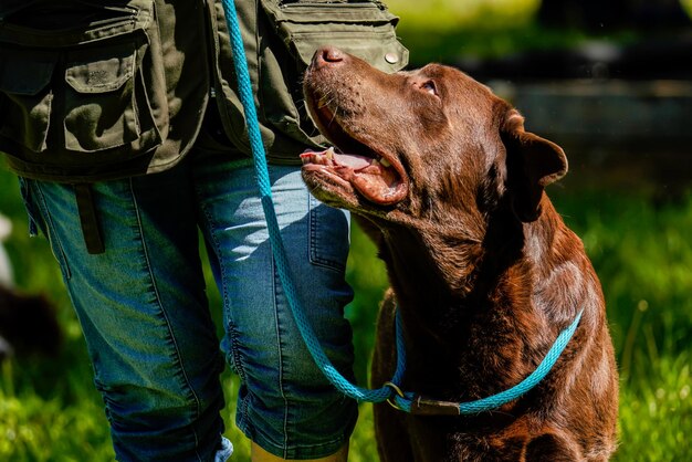 O retrato de um cachorro labrador marrom admira seu dono