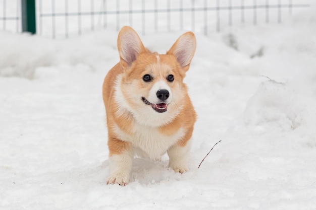 O retrato de um cachorro Welsh Corgi Pembroke branco e branco posando ao ar livre de pé em uma neve profunda