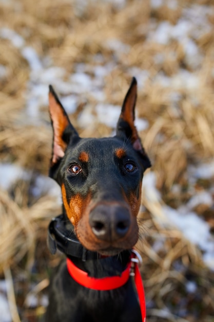 Foto o retrato de um cão doberman pinscher preto e marrom