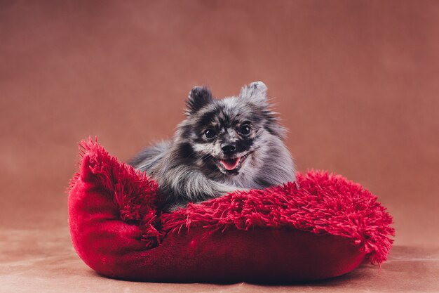 O retrato de um spitz novo do lobo disparou no estúdio em uma almofada vermelha.