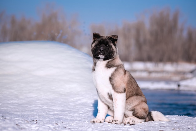 O retrato do cão nas flores de um salgueiro um animal ao ar livre na primavera american akita