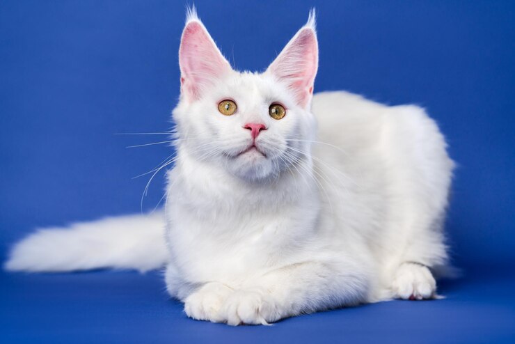 O retrato do gato de cabelos compridos da raça maine shag do gato coon feminino de cor branca encontra-se no fundo azul