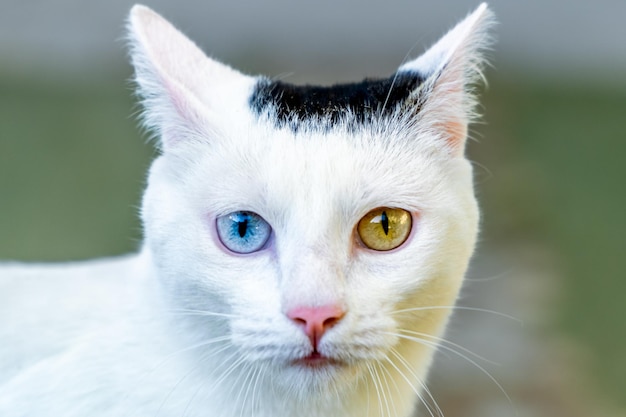 O retrato do gato tailandês branco com 2 olhos coloridos diferentes