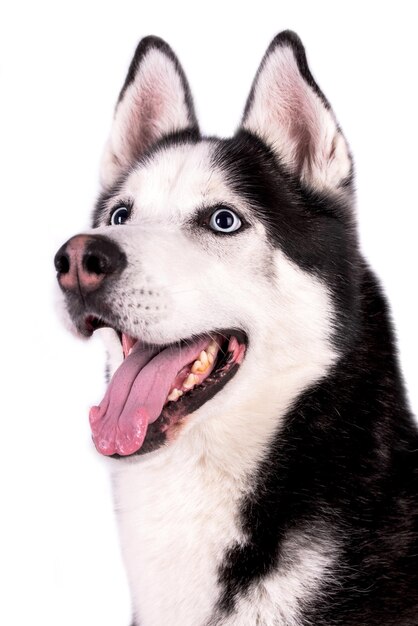 o retrato do jovem cão Husky siberiano, silhueta de Malamut