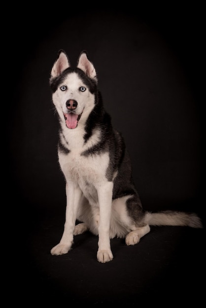 o retrato do jovem cão Husky siberiano, silhueta de Malamut