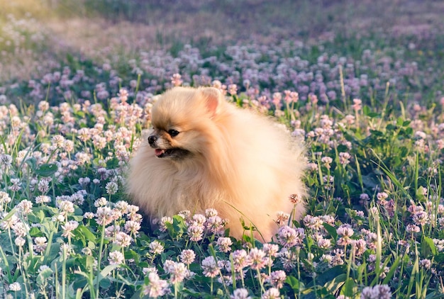 O retrato do spitz da Pomerânia fecha o Spitz em uma caminhada no parque