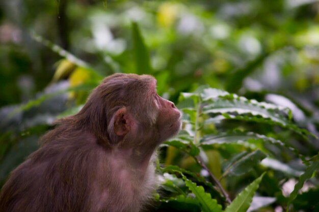 O rhesus macaque sentado sob a árvore em um clima lúdico