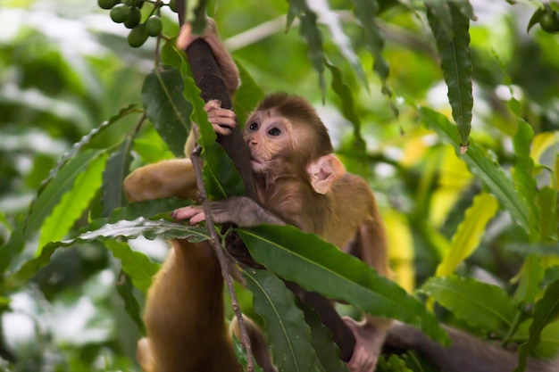 O rhesus macaque sentado sob a árvore em um clima lúdico