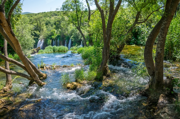 O riacho da floresta flui entre os troncos das árvores e cai da cachoeira alta.