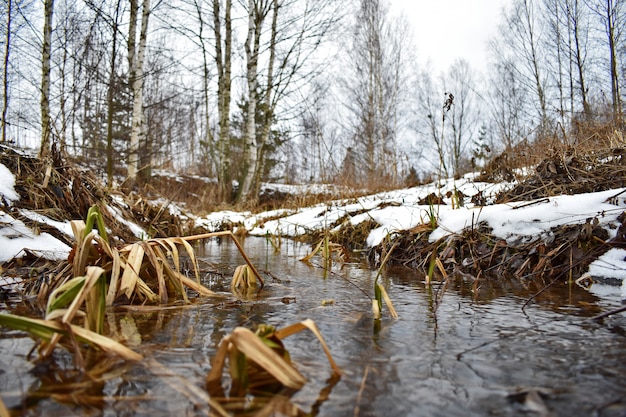 O riacho flui na floresta da primavera