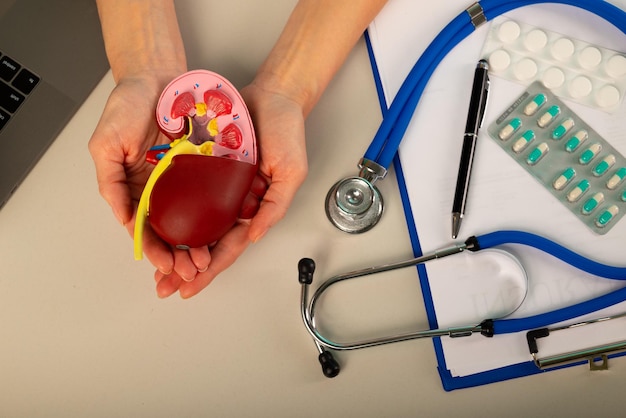 O rim modelo anatômico na palma da mão do médico na mesa de trabalho