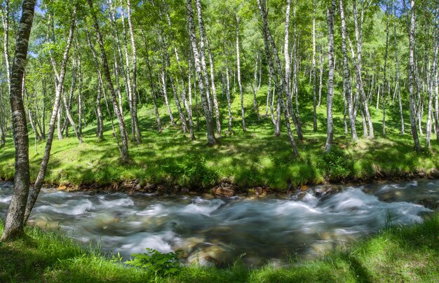 O rio da montanha flui na floresta de bétulas, paisagem verde de verão