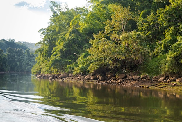 O rio e a floresta